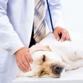 Pankreatitis und andere Erkrankungen der Bauchspeicheldrüse beim Hund 