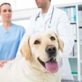 Hundekrankheit Hüftgelenk-Dysplasie (HD)