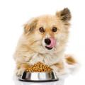 Verweildauer von Fertigfutter im Magen des Hundes