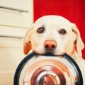Warum die meisten Labrador Retriever so gern fressen