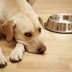 hundefutterallergie vs. Hundefutterunverträglichkeit