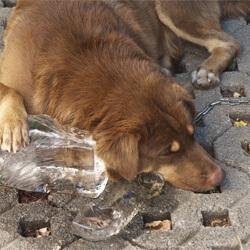 Dürfen Hunde Eis essen