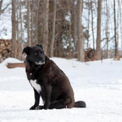 Frieren Hunde im Winter