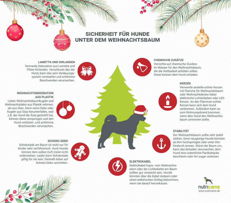 Sicherheit für Hunde unter dem Weihnachtsbaum