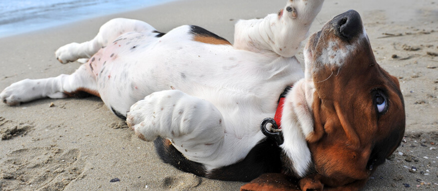 Warum waelzen sich Hund in Aas