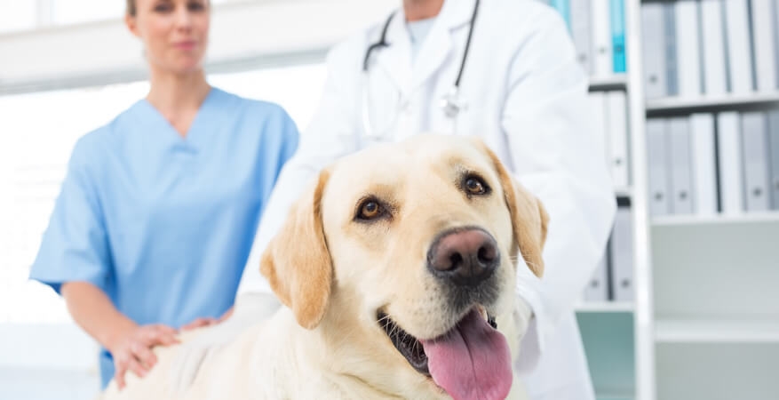 nutricanis Hundefutter wird von Tierärzten empfohlen