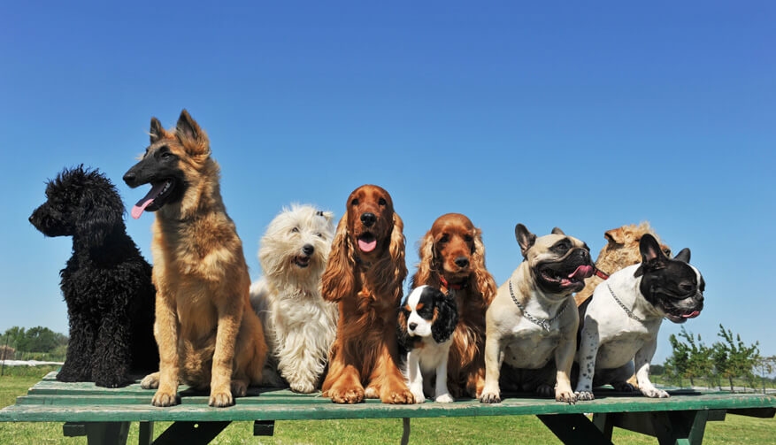 Hund und ängstliches Verhalten